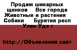 Продам шикарных щенков  - Все города Животные и растения » Собаки   . Бурятия респ.,Улан-Удэ г.